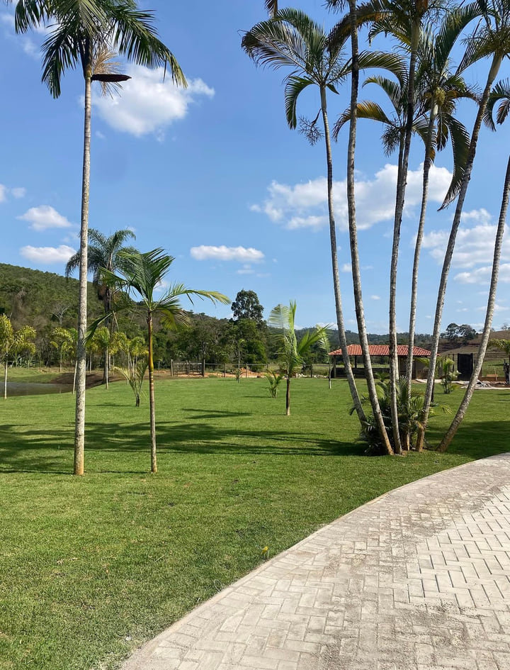 Gramado amplo com palmeiras em projeto paisagístico
