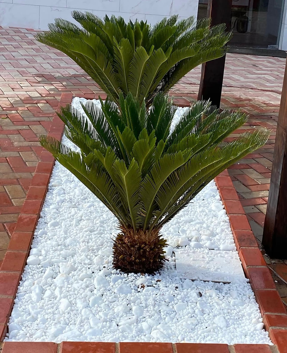 Planta ornamental cica em jardim com pedras brancas