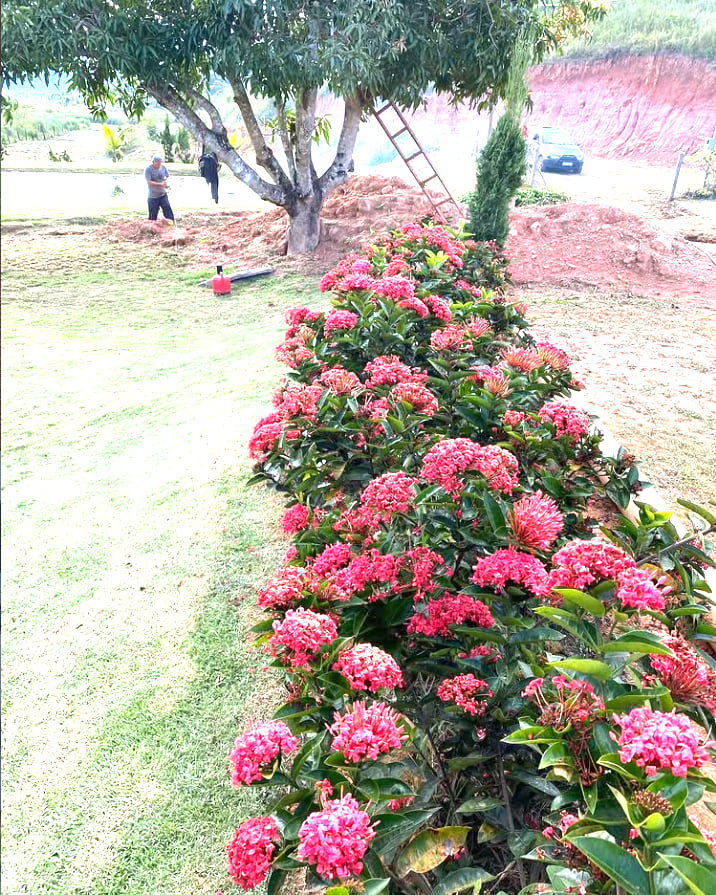 Cerca-viva florida em jardim residencial