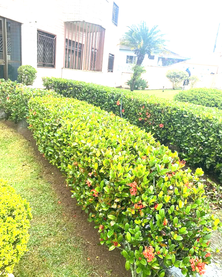 Cerca-viva aparada em jardim residencial