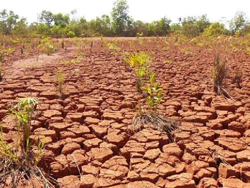 Mudas plantadas em solo seco para recuperação de área degradada